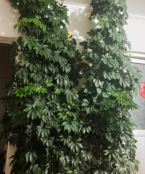 鸭掌木盆景图片大全