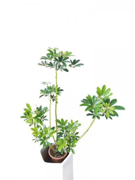 鸭掌木盆景图片大全