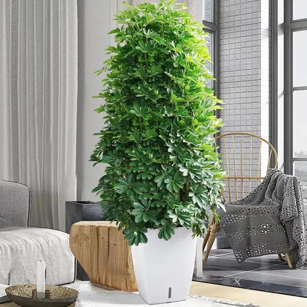 鸭掌木盆景图片大全