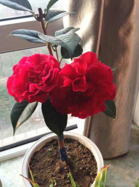 茶树盆栽怎么养殖就开花