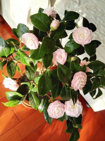 茶树盆栽怎么养殖就开花