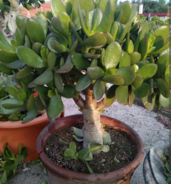 盆栽玉树怎么养护