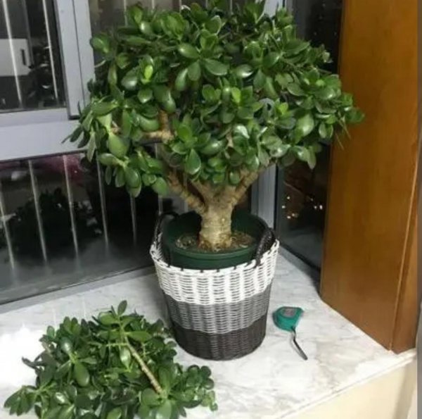 盆栽玉树怎么养护