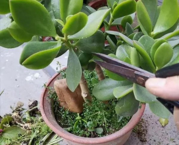 盆栽玉树怎么养护
