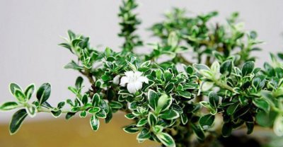 六月雪盆景怎么养 六月雪的养护小窍门