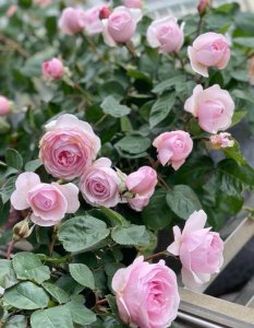 怎样养好月季花 月季花的养护与管理