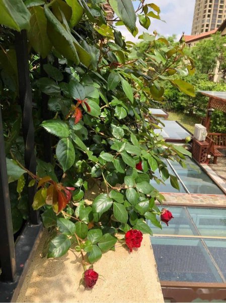 怎样养好月季花