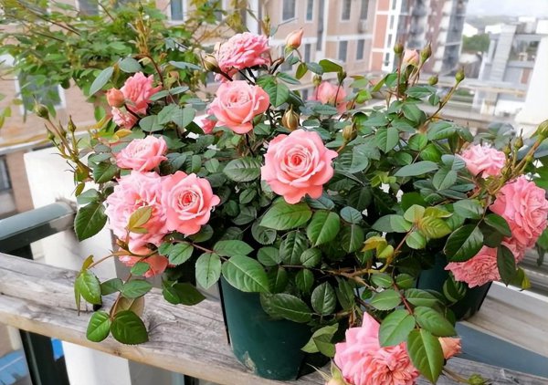 怎样养好月季花