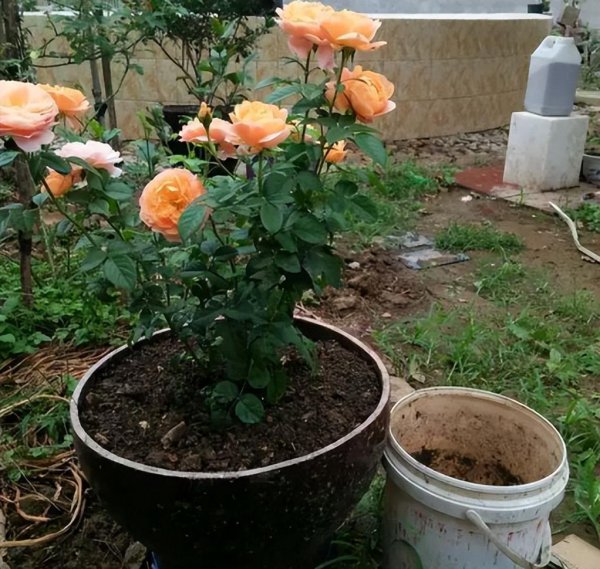 怎样养好月季花