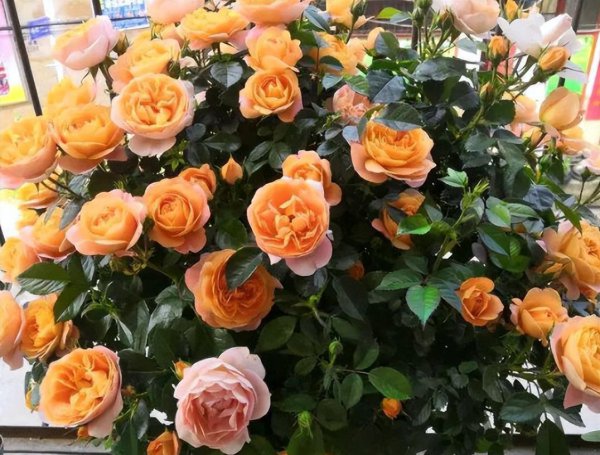 怎样养好月季花