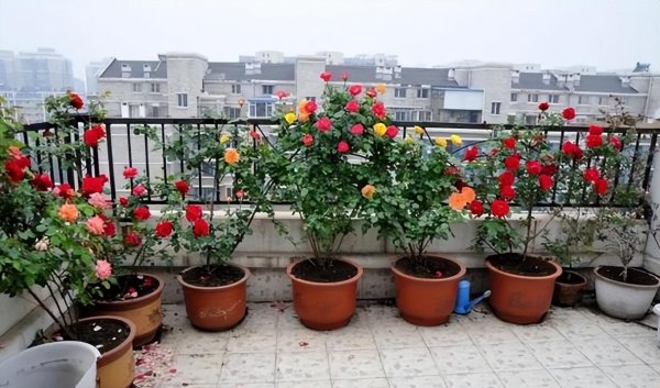 怎样养好月季花