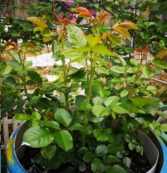 怎样养好月季花