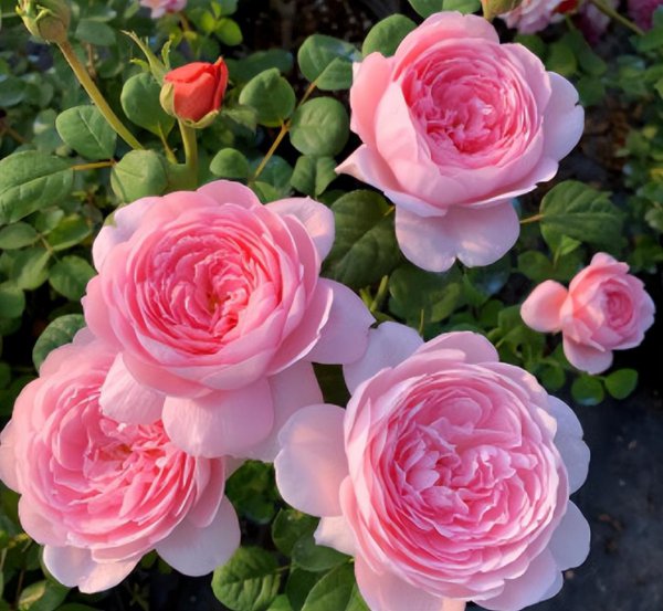 怎样养好月季花
