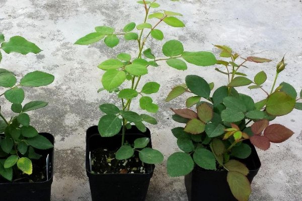 怎样养好月季花