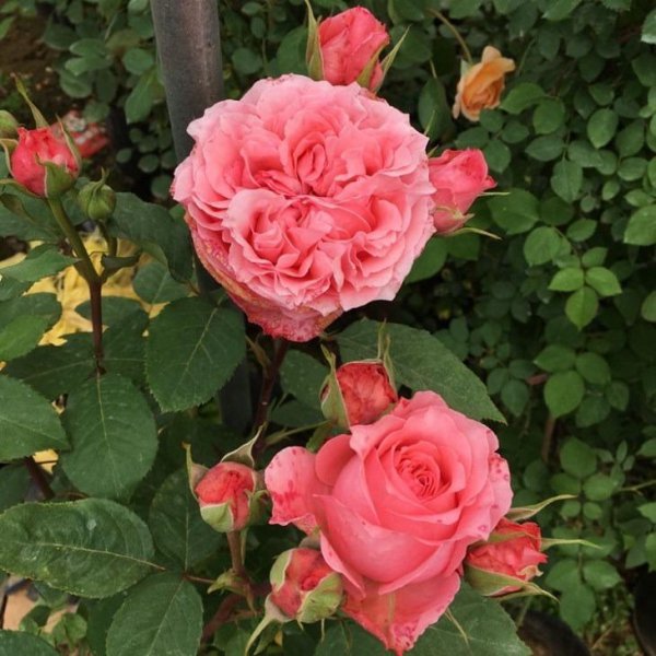 怎样养好月季花