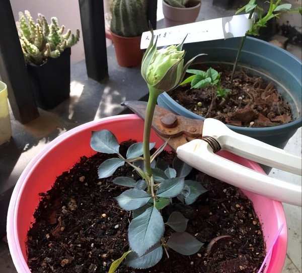 怎样养好月季花