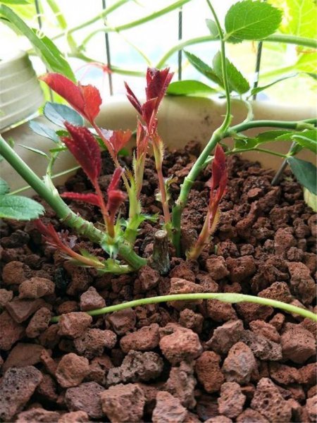 怎样养好月季花