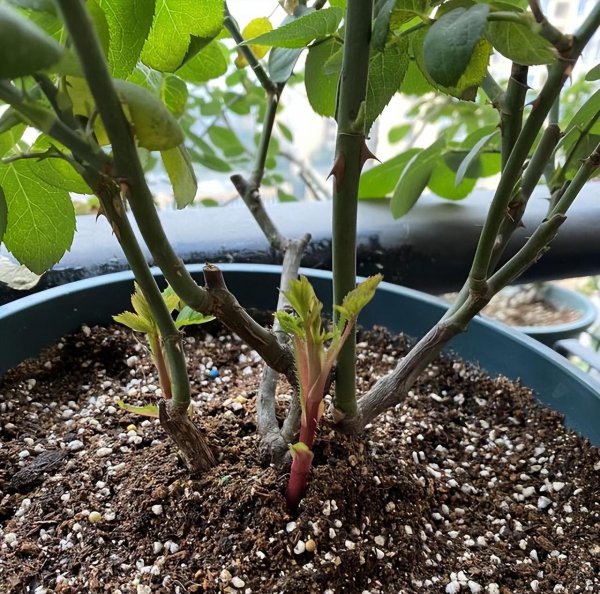 怎样养好月季花