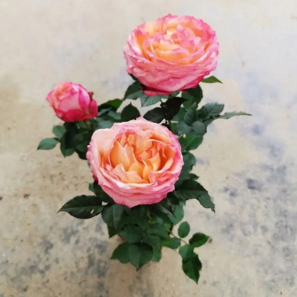 怎样养好月季花