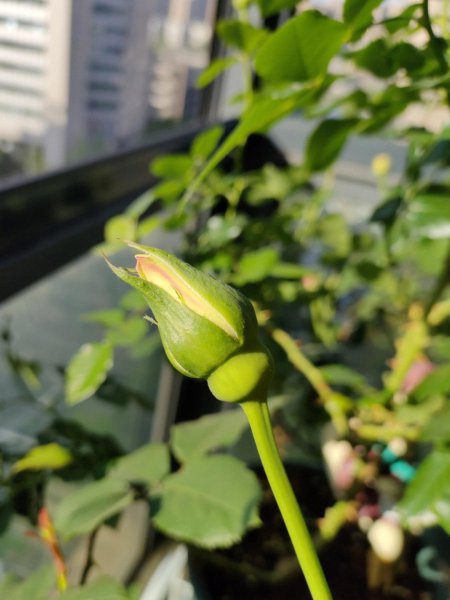 怎样养好月季花