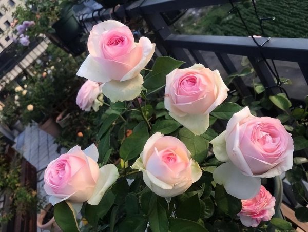 怎样养好月季花