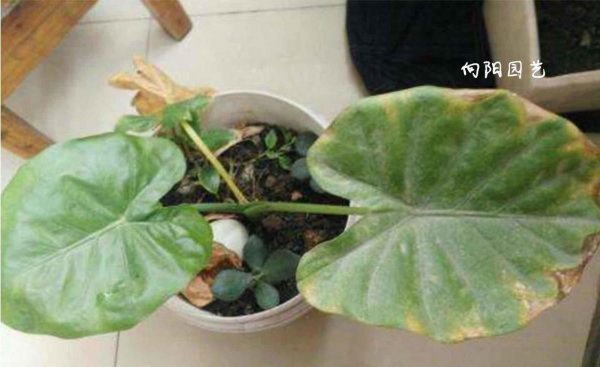 平枝栒子叶子黄了怎么办
