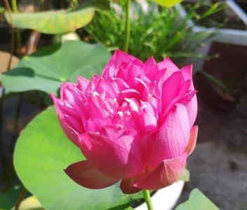 碗莲什么时候开花季节 新手碗莲种植指南