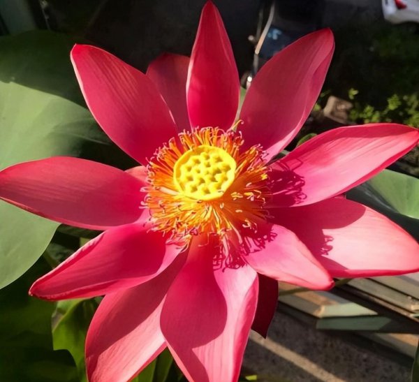 碗莲什么时候开花季节
