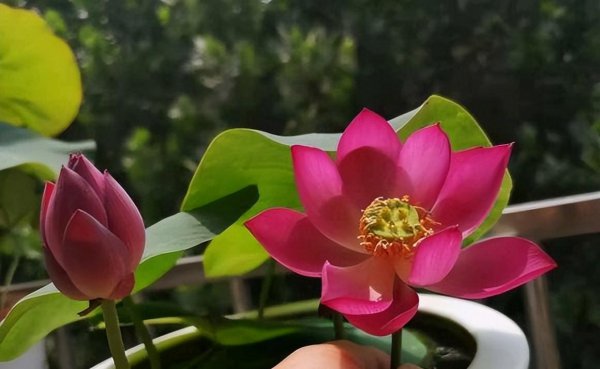 碗莲什么时候开花季节