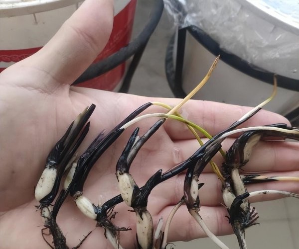 碗莲什么时候开花季节