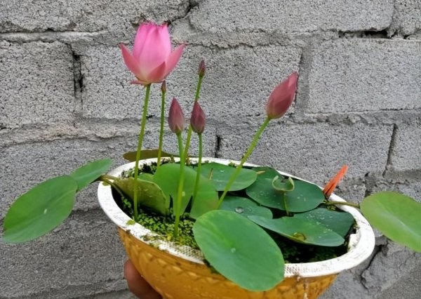 碗莲什么时候开花季节