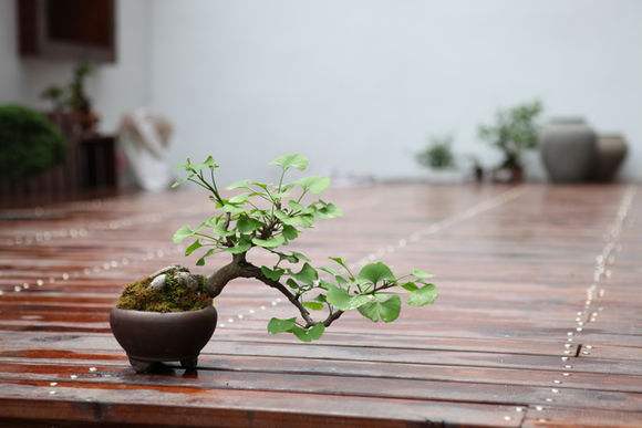 银杏树种什么植物好