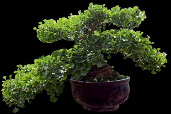 银杏树种什么植物好