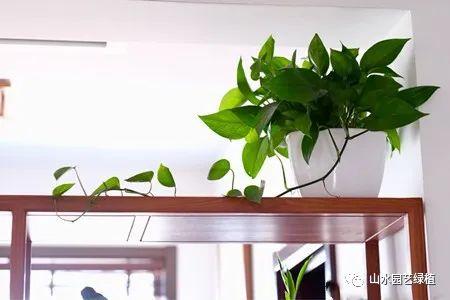 绿萝花语功效特点是什么