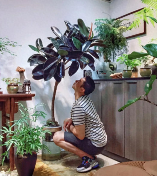 适合家庭养殖的花卉有哪些