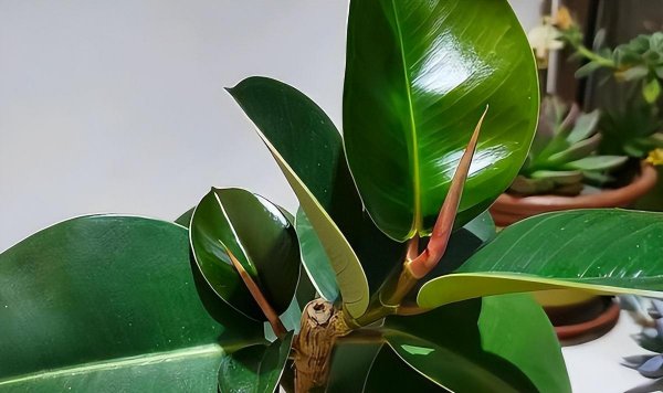 适合家庭养殖的花卉有哪些