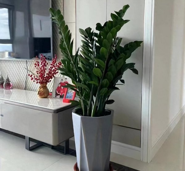 适合家庭养殖的花卉有哪些