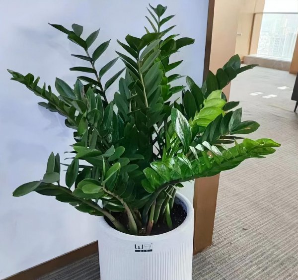 适合家庭养殖的花卉有哪些