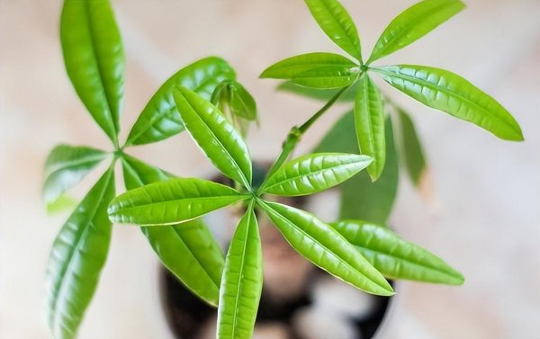 适合家庭养殖的花卉有哪些