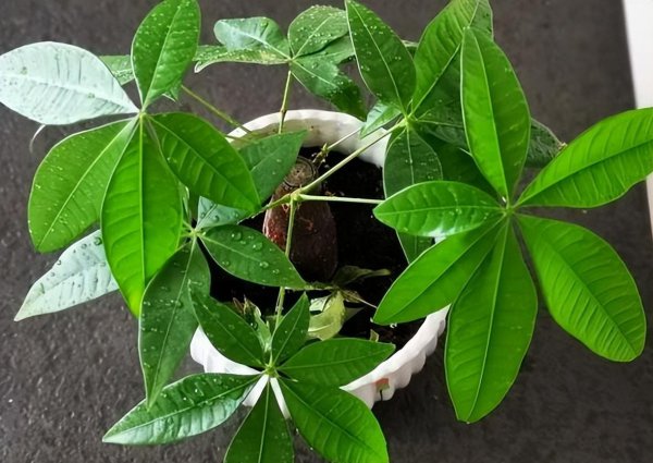 适合家庭养殖的花卉有哪些
