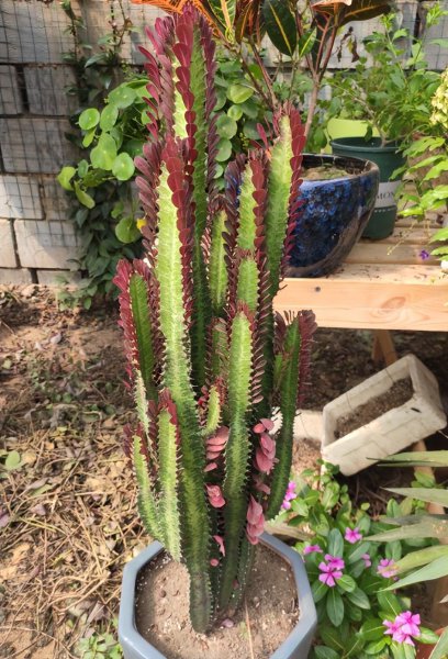 适合家庭养殖的花卉有哪些