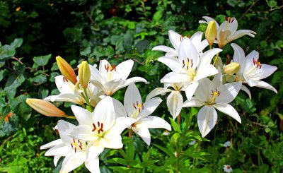 百合花的繁殖方法图解 养百合花技巧与方法