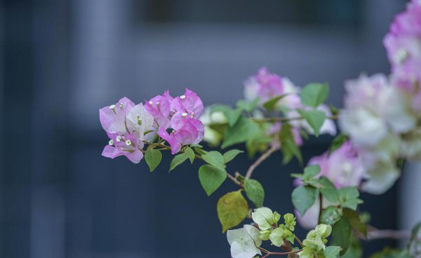 十一月开花的花卉有哪些