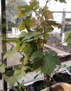 盆栽葡萄怎样修剪和管理 盆栽葡萄的种植方法