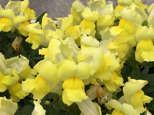 金鱼草什么时候开花结果