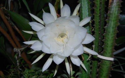 昙花几月份开花最好 附带昙花日常养护技巧