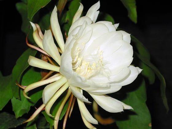 昙花几月份开花最好