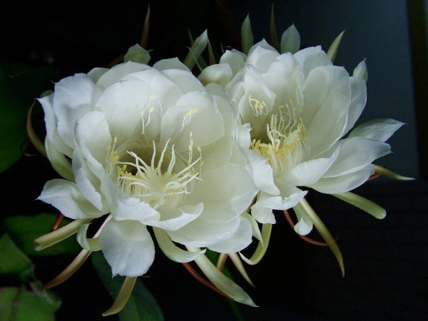 昙花几月份开花最好