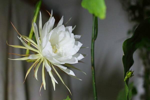 昙花几月份开花最好