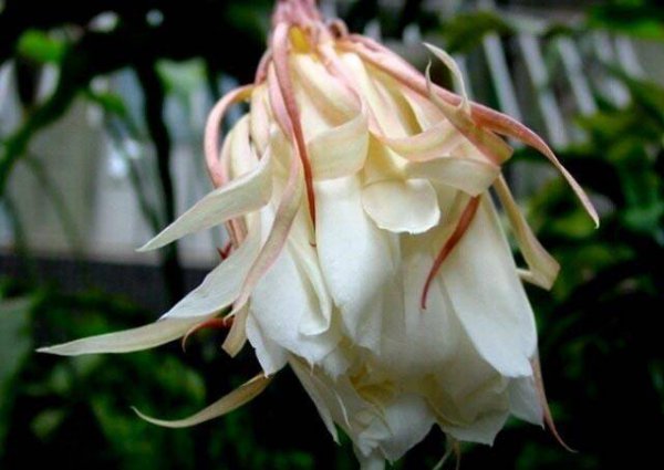 昙花几月份开花最好